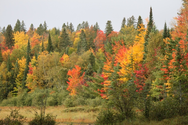 Beautiful fall colours!